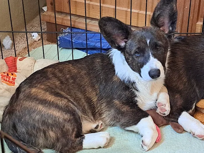 TAGS Veterinary Clinic Picture 6