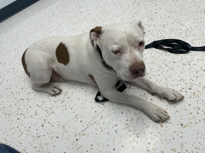 Canyon Country Animal Hospital Picture 2