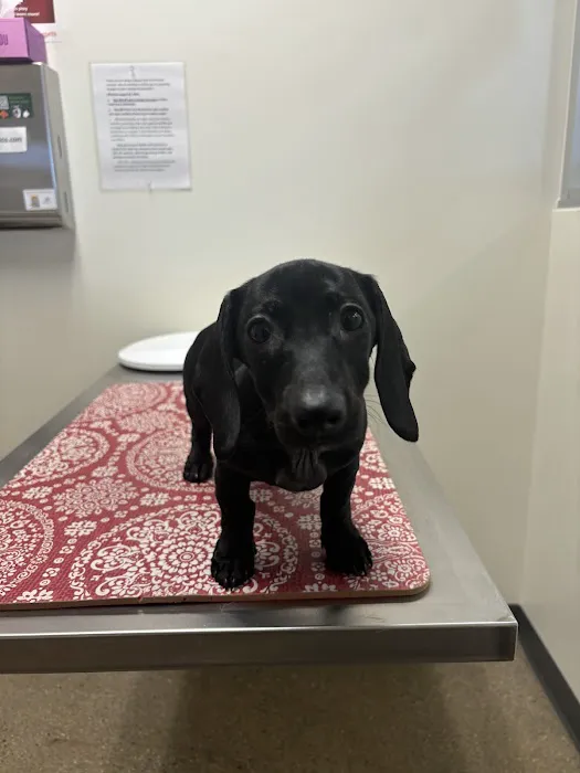 Vetco Total Care Animal Hospital Picture 7