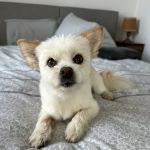 Airport Cities Animal Hospital