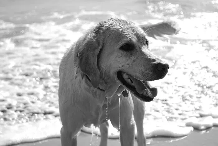 Gold Coast Mobile Veterinary Care Picture 7