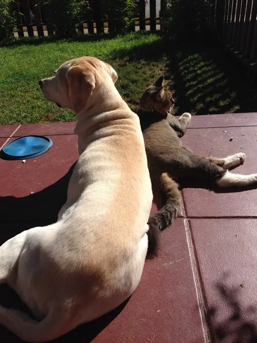 Gold Coast Mobile Veterinary Care Picture 9
