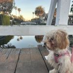 Eye Care for Animals - Culver City