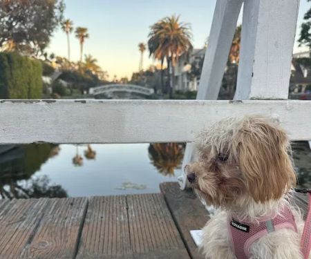 Eye Care for Animals - Culver City