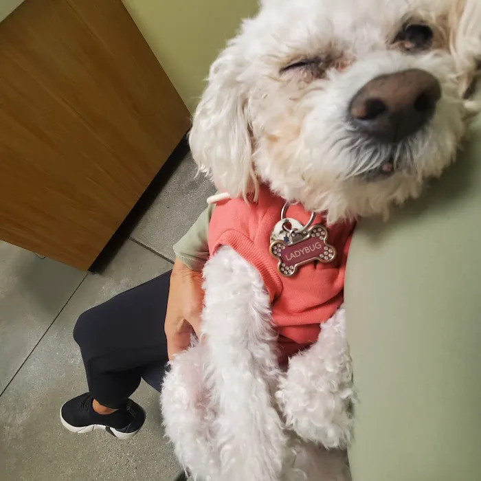 Eye Care for Animals - Culver City Picture 6