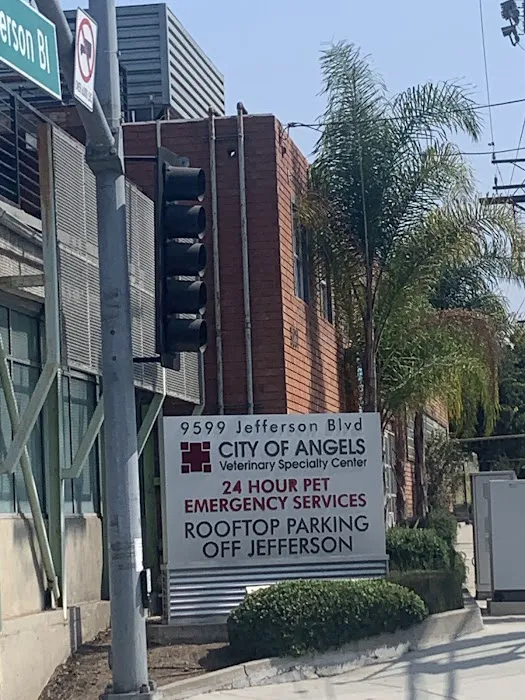 Eye Care for Animals - Culver City Picture 9