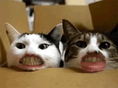Dog and Cat Dentist, Inc. Picture 2
