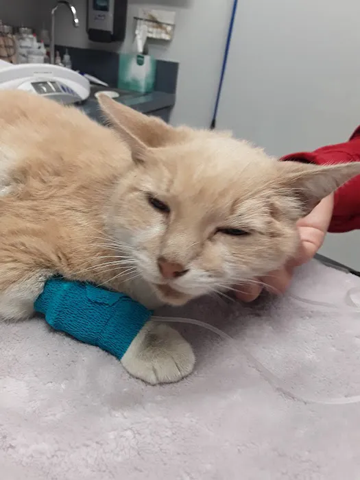 City of Angels Veterinary Specialty Center Picture 5