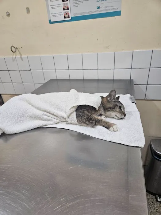 City of Angels Veterinary Specialty Center Picture 1
