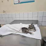 City of Angels Veterinary Specialty Center
