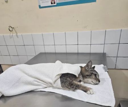City of Angels Veterinary Specialty Center