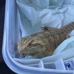 ACCESS Specialty Animal Hospitals - Los Angeles