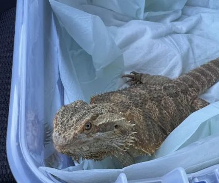 ACCESS Specialty Animal Hospitals - Los Angeles