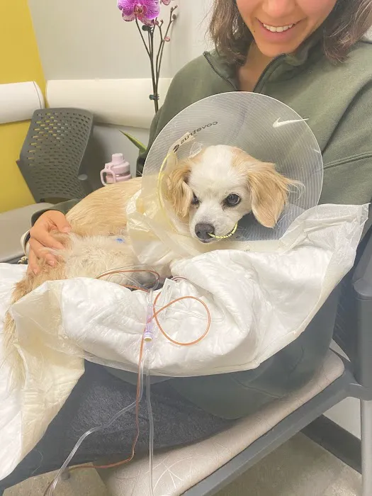 ACCESS Specialty Animal Hospitals - Los Angeles Picture 3