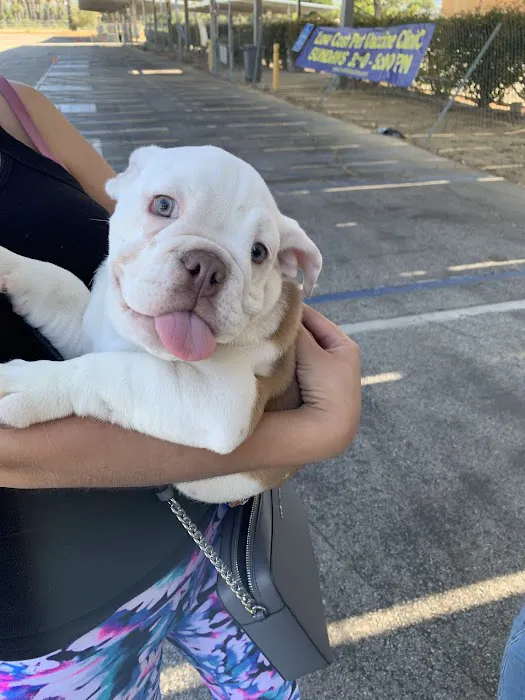 Low Cost Pet Vaccines Culver City at the Boneyard Dog Park Picture 2