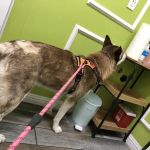 Ladera Pet Clinic