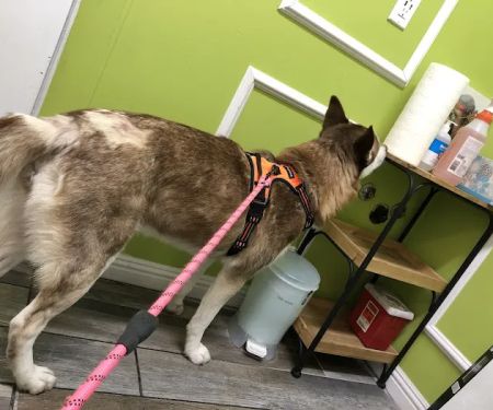 Ladera Pet Clinic