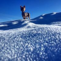 El Segundo Animal Hospital ico