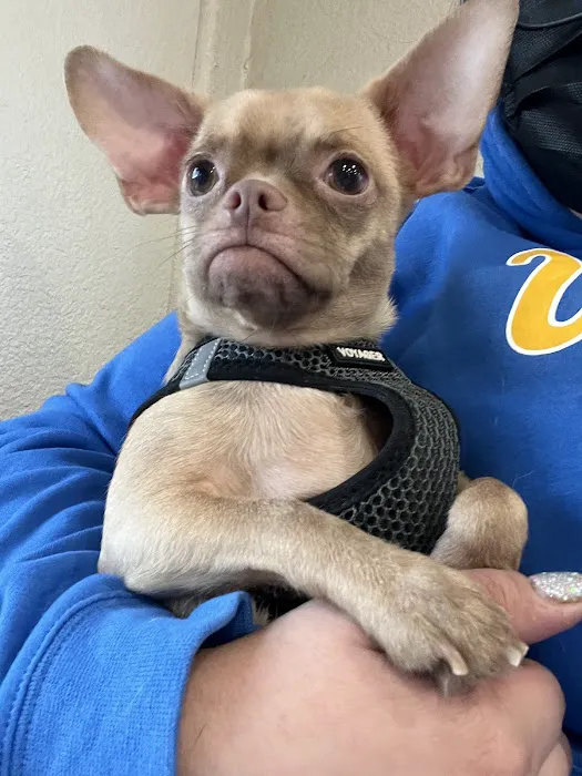 El Segundo Animal Hospital Picture 6