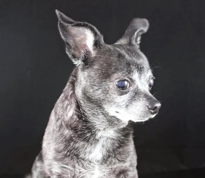 El Segundo Animal Hospital Picture 8