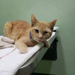 Centinela Animal Hospital