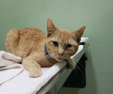 Centinela Animal Hospital