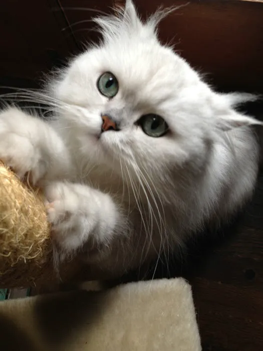 Bastet Cat Hospital, inc. Picture 4