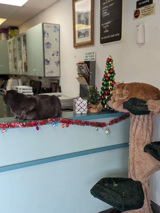Bastet Cat Hospital, inc. Picture 6