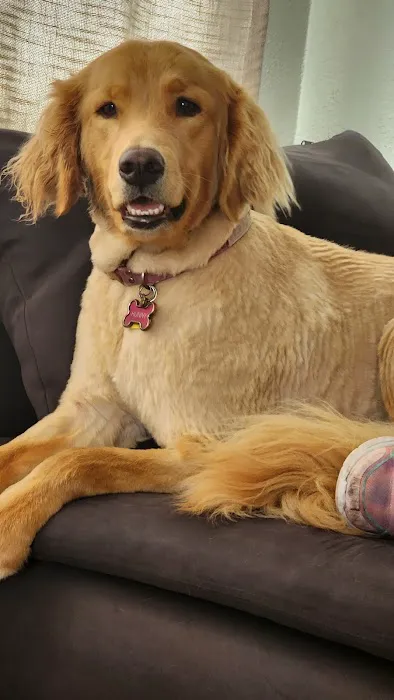 Holistika Veterinary Picture 9