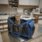 Hillcrest Pet Hospital