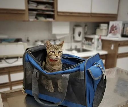 Hillcrest Pet Hospital