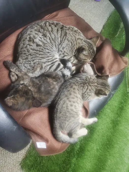 Montrose Pet Hospital Picture 8