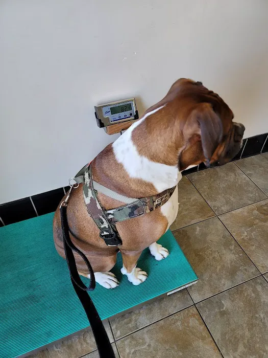 Montrose Pet Hospital Picture 10