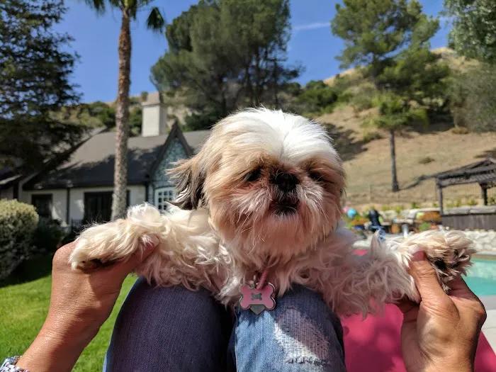 La Cañada Pet Clinic Picture 3