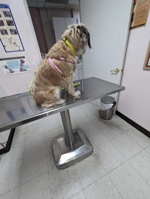 Glenoaks Animal Hospital Picture 1