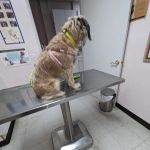 Glenoaks Animal Hospital