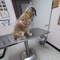 Glenoaks Animal Hospital ico