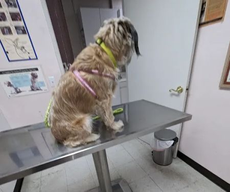 Glenoaks Animal Hospital
