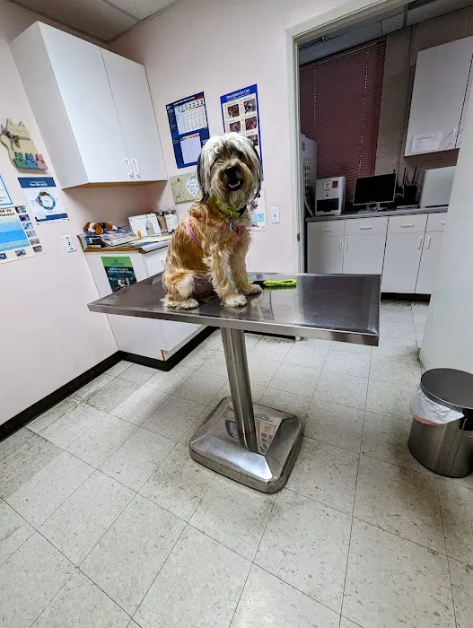 Glenoaks Animal Hospital Picture 2