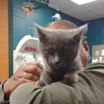 Boulevard Pet Clinic