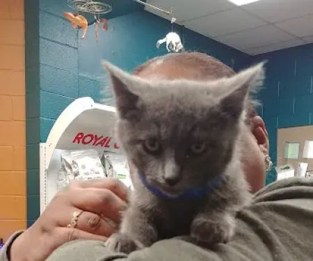 Boulevard Pet Clinic