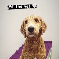 Copper Hill Animal Clinic ico