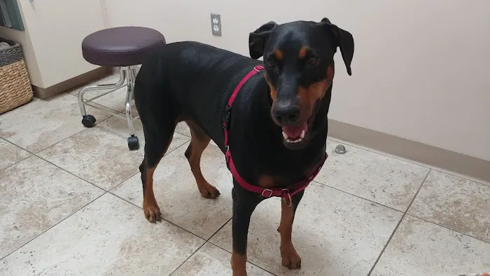 Copper Hill Animal Clinic Picture 8