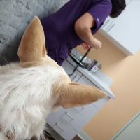 Treehouse Animal Hospital ico