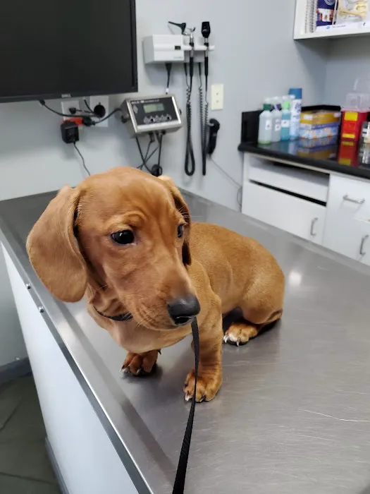 Valencia Veterinary Center Picture 7