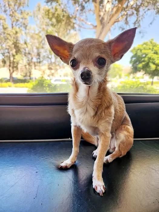 Valencia Veterinary Center Picture 5