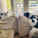 Saugus Animal Hospital