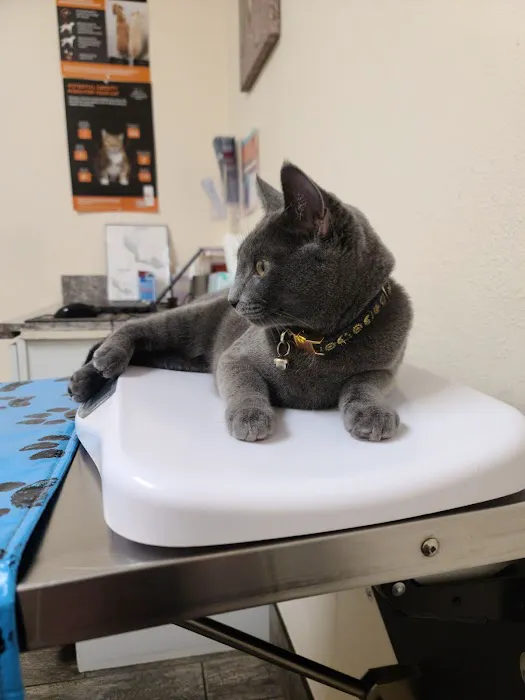 Little Paws Dog & Cat Hospital Picture 1