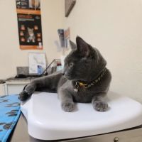 Little Paws Dog & Cat Hospital ico