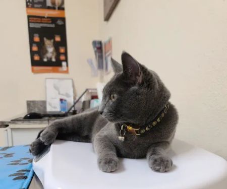 Little Paws Dog & Cat Hospital